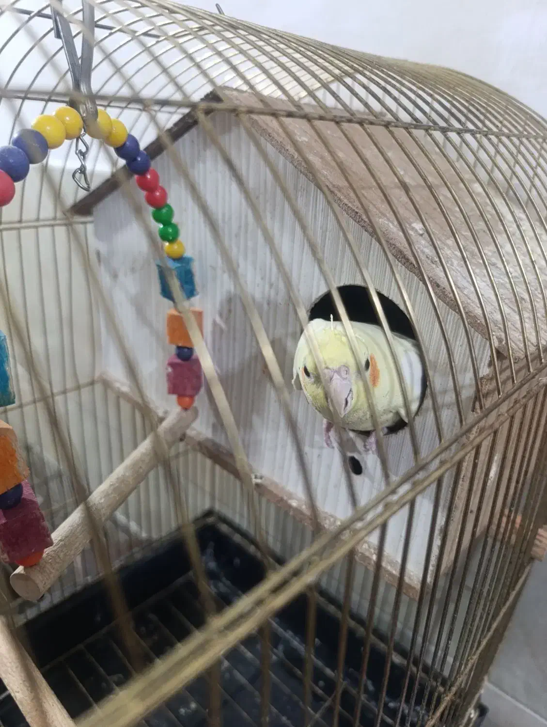 عروس هلندی جوجه|پرنده|رباطکریم, رباطکریم|دیوار