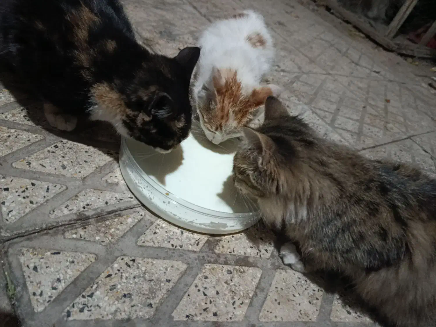 گربه خانگی|گربه|مراغه, |دیوار