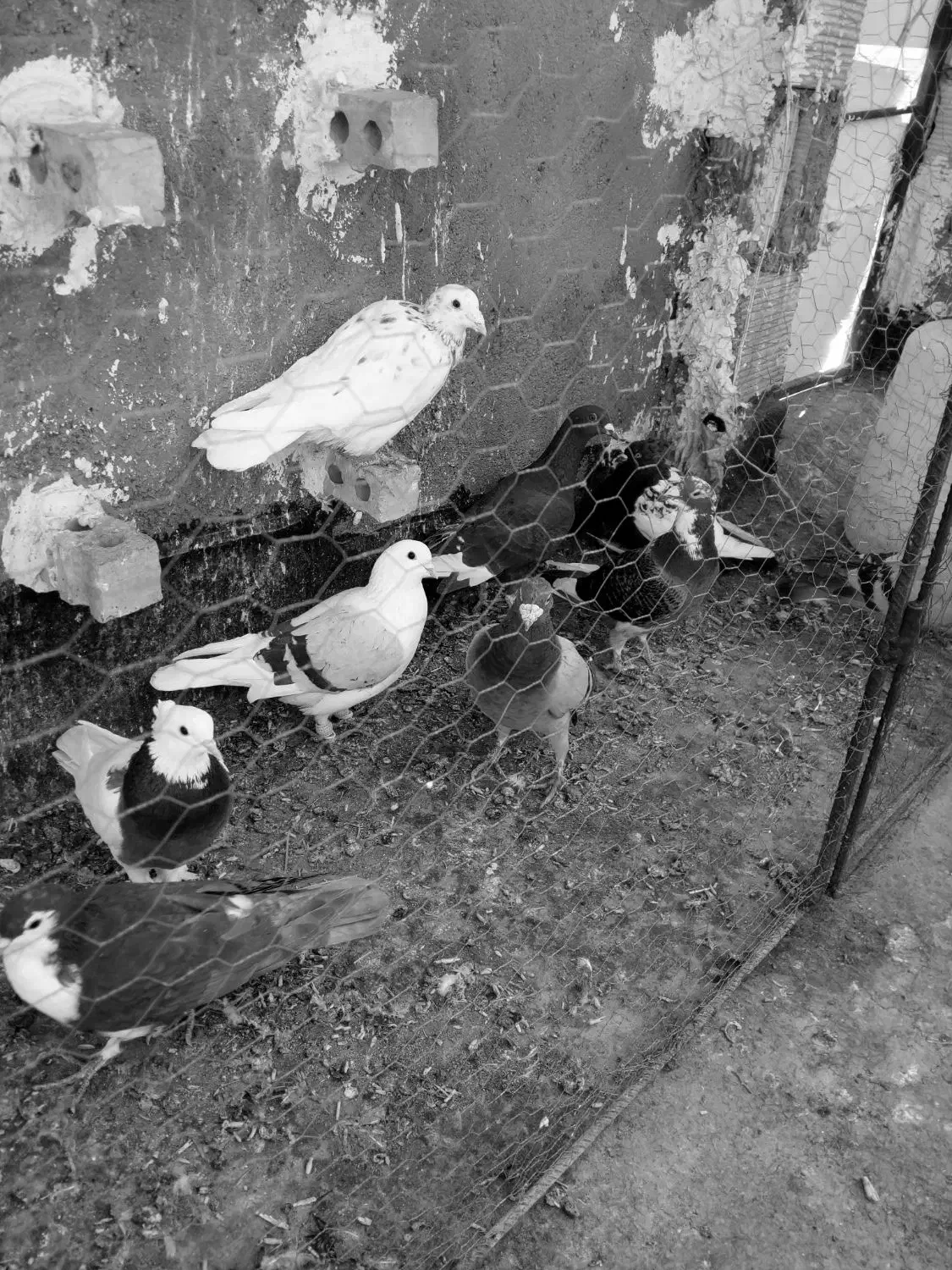 سلام تعداد ۹ عدد کفترگردن کلفت|پرنده|مشهد, چهاربرج|دیوار