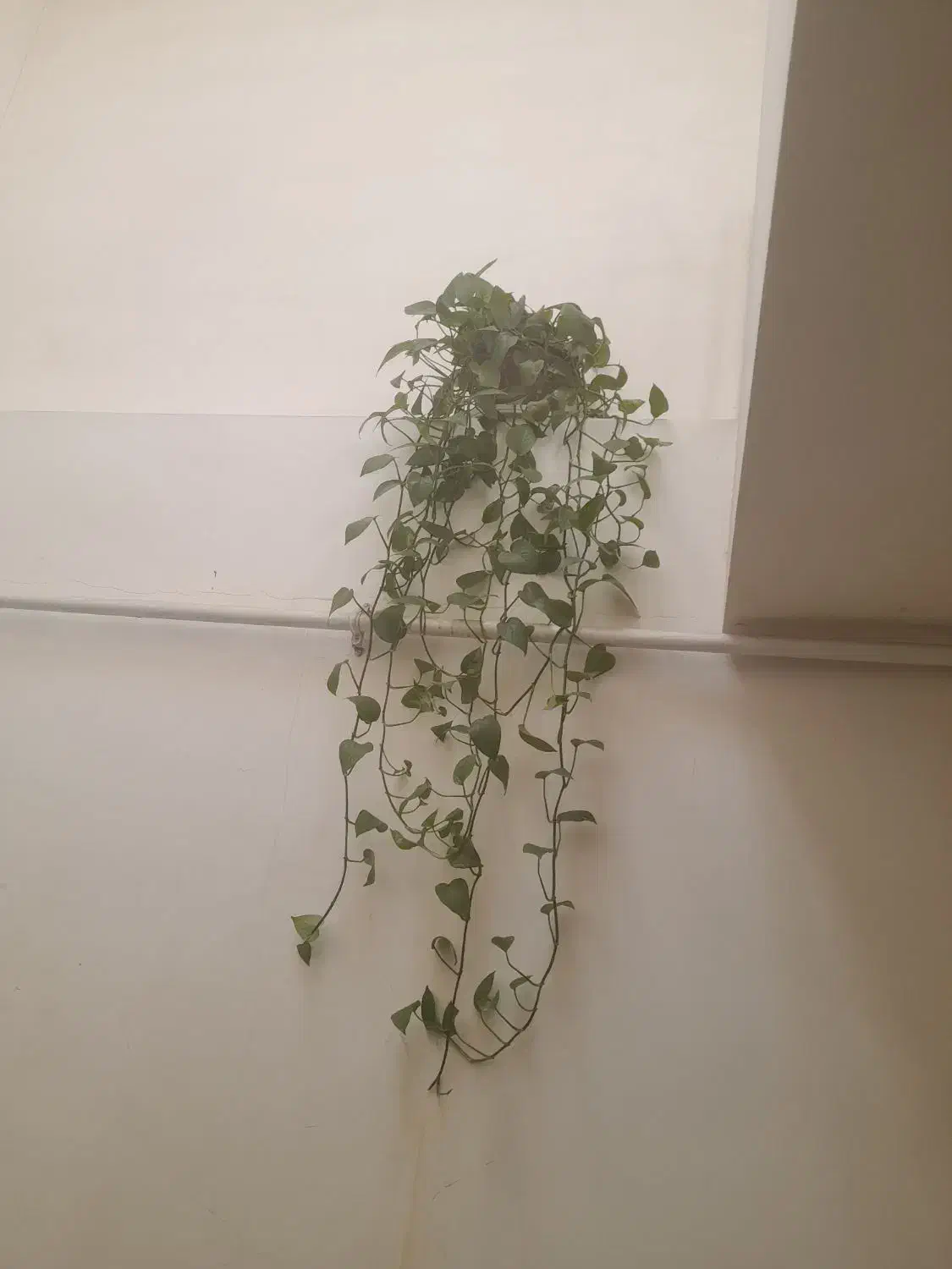 گل گندم گل گندمی|گل و گیاه طبیعی|الوند, |دیوار