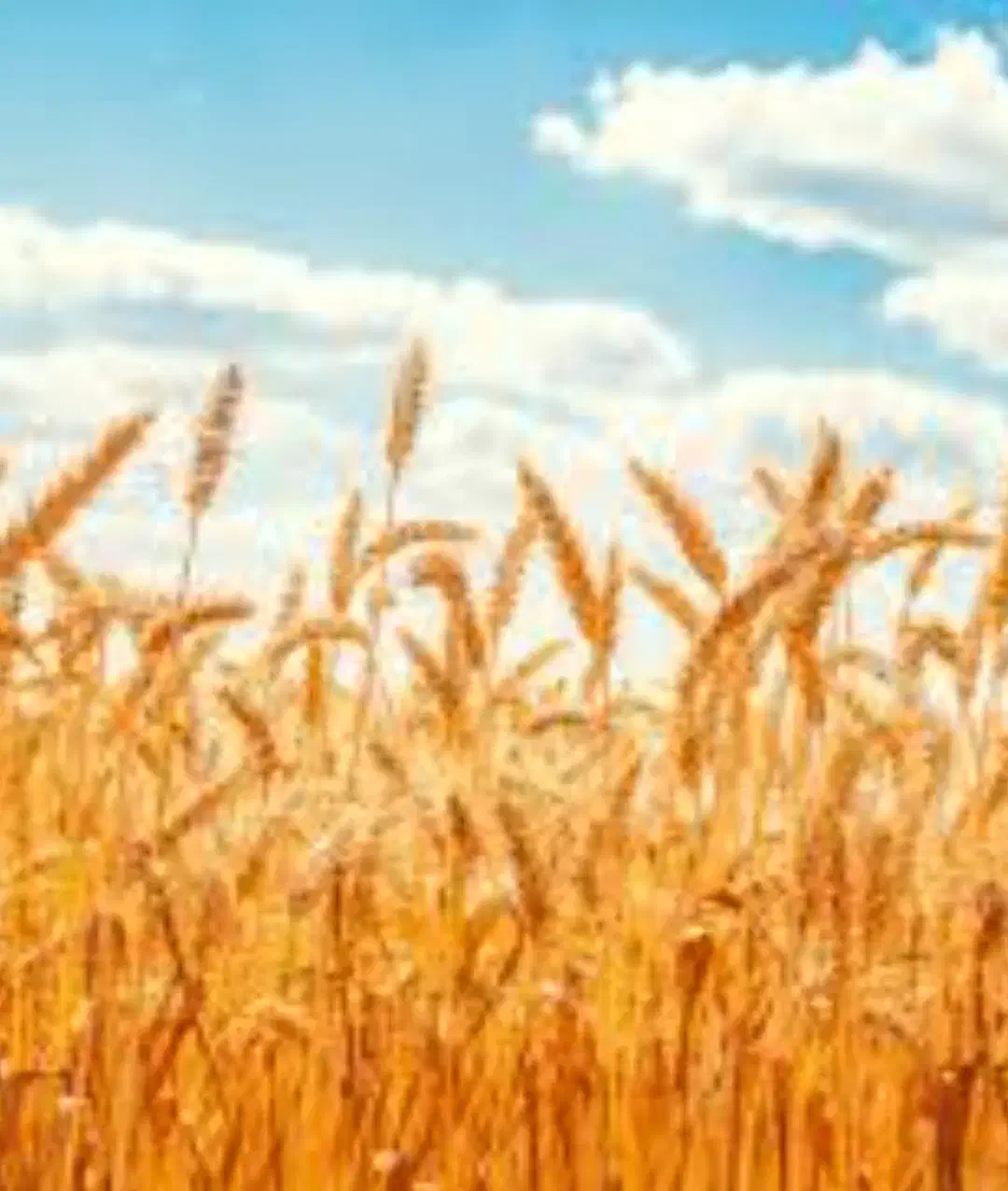 فروش گندم|عمدهفروشی|قشلاق دشت, |دیوار