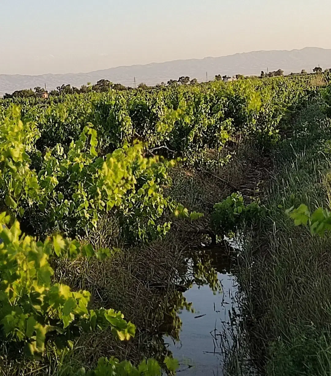 فروش باغ انگور اسفرورین|فروش دفتر صنعتی، کشاورزی، تجاری|اسفرورین, |دیوار