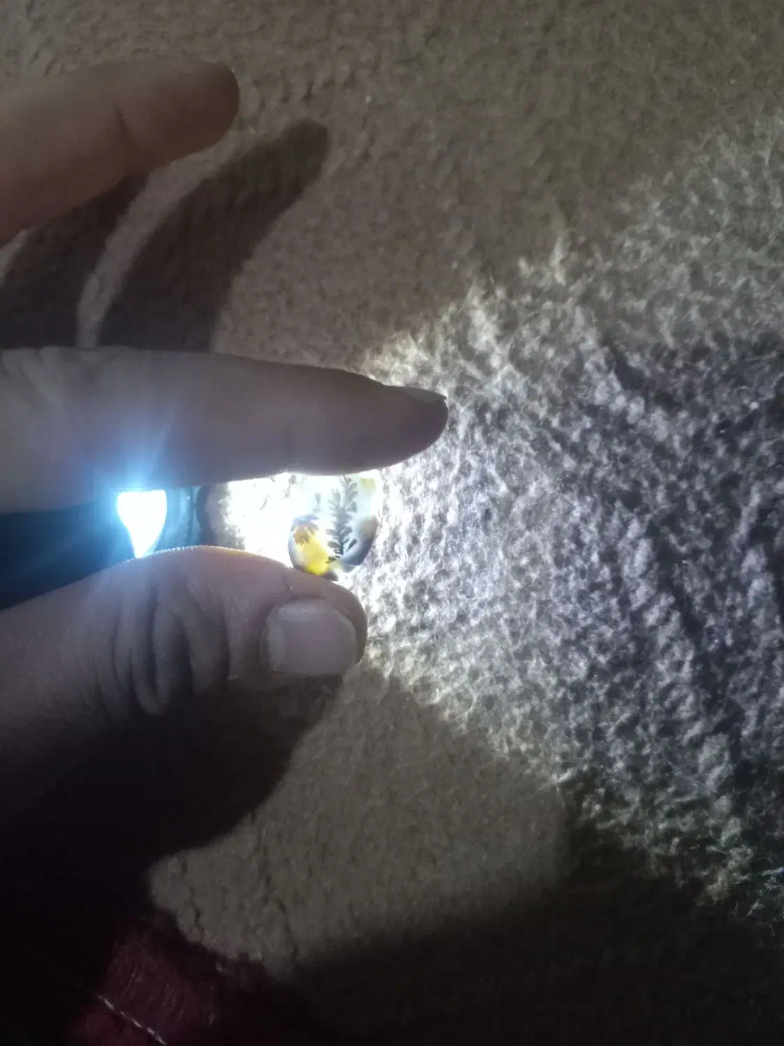 سنگ شجر|جواهرات|اصفهان, پرتمان|دیوار