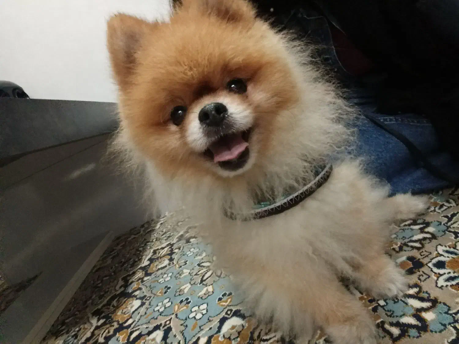 پامر خرسی کوچولو|سگ|رشت, نامجو|دیوار