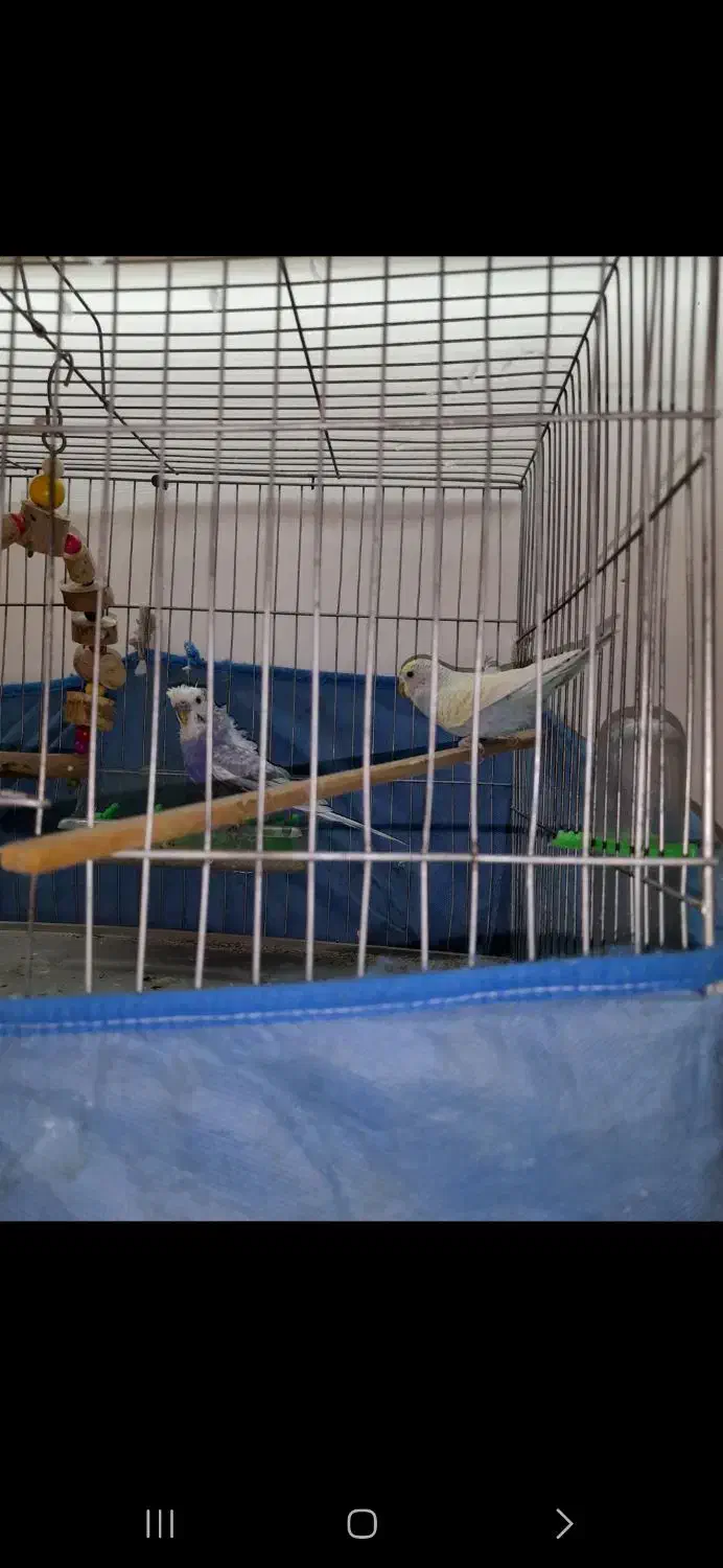 مرغ عشق ۲عدد|پرنده|خورموج, |دیوار