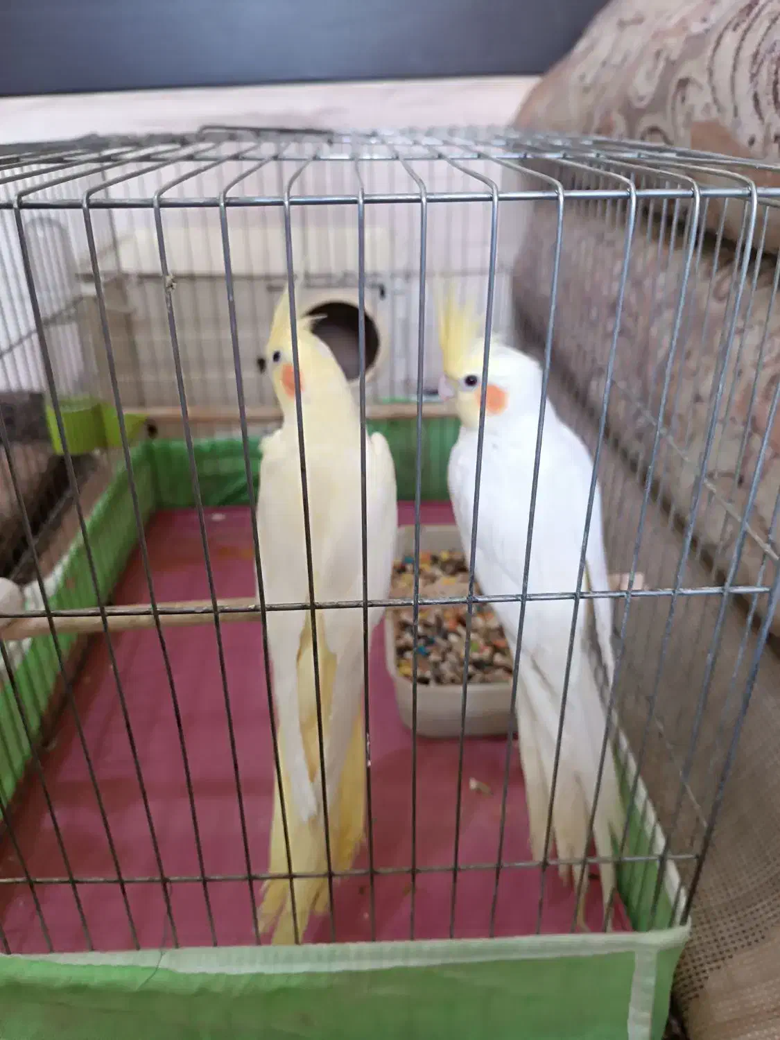 عروس هلندی|پرنده|رامشیر, |دیوار