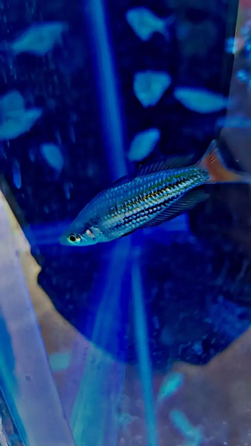 رمبو بوسمانی. رمبو استرالیایی. سوارتیل|ماهی|شهریار, شهرک وائین|دیوار