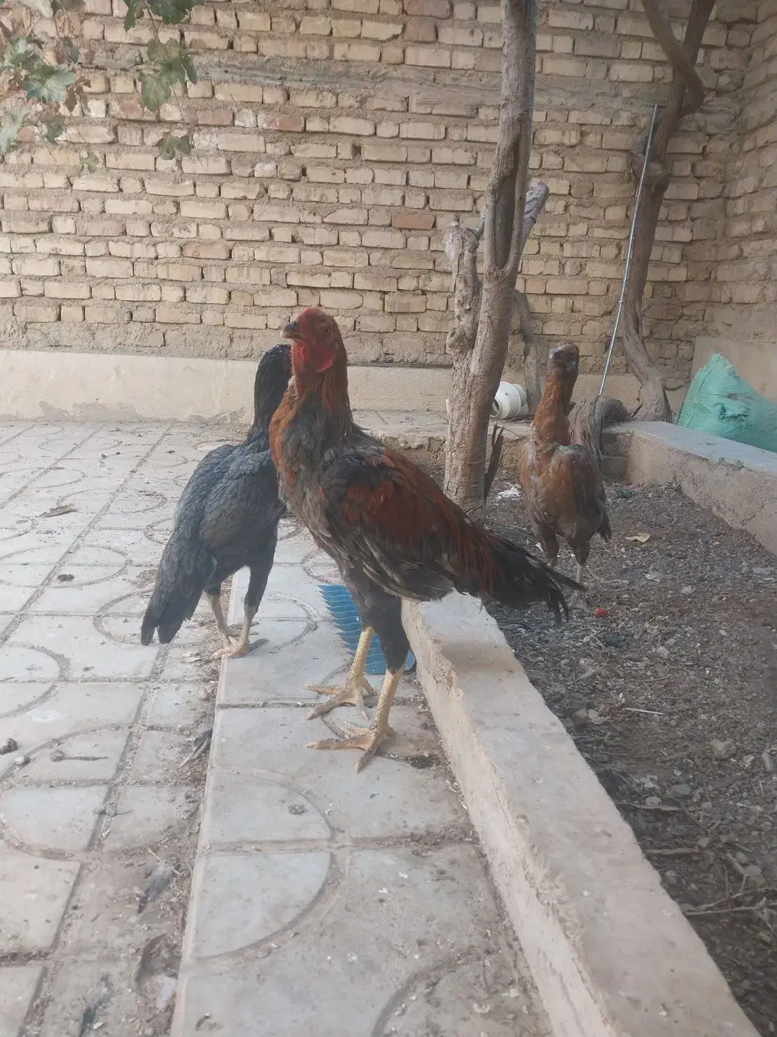 مرغ و خروس لاری|پرنده|شیراز, شیخ روزبهان|دیوار