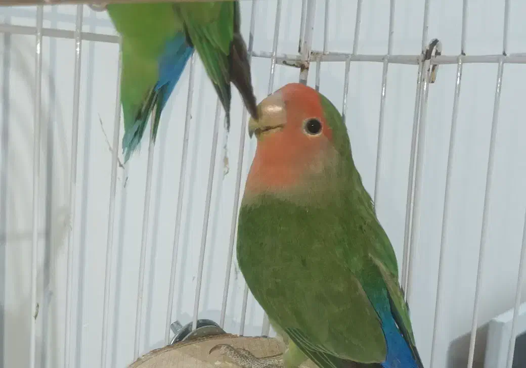 طوطی برزیلی سبز|پرنده|قروه, |دیوار