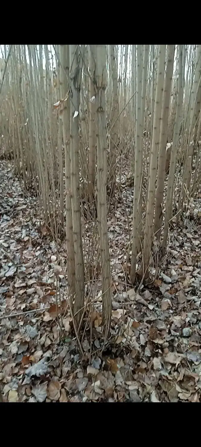 خرید وقطع و فروش انواع چوب|خدمات باغبانی و درختکاری|بروجرد, |دیوار