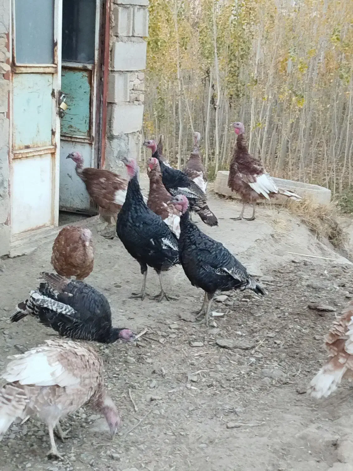 بوقلمون جوان و سرحال|حیوانات مزرعه|تویسرکان, |دیوار