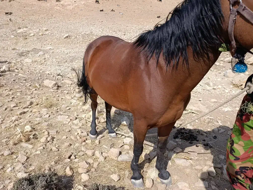 فروش مادیون|اسب و تجهیزات اسبسواری|کوه چنار, |دیوار