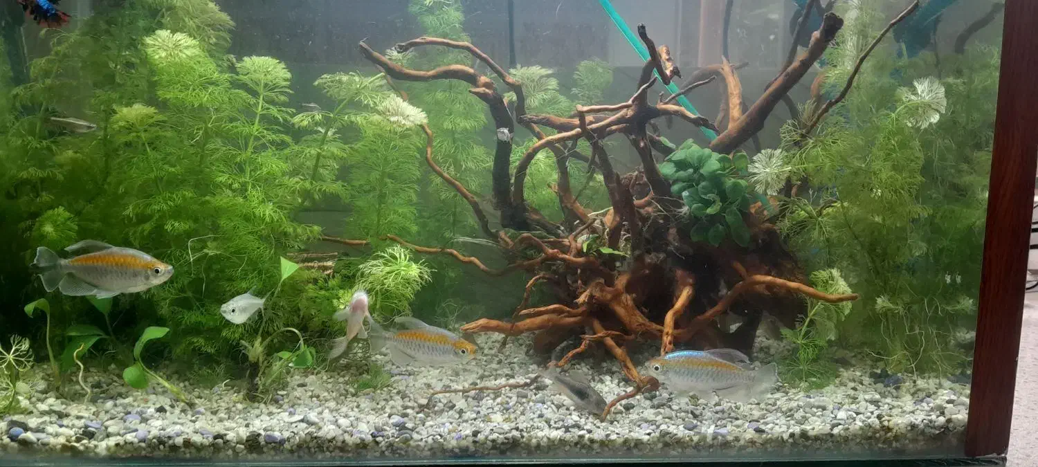 انواع ماهی|ماهی|رشت, پیرکلاچای|دیوار