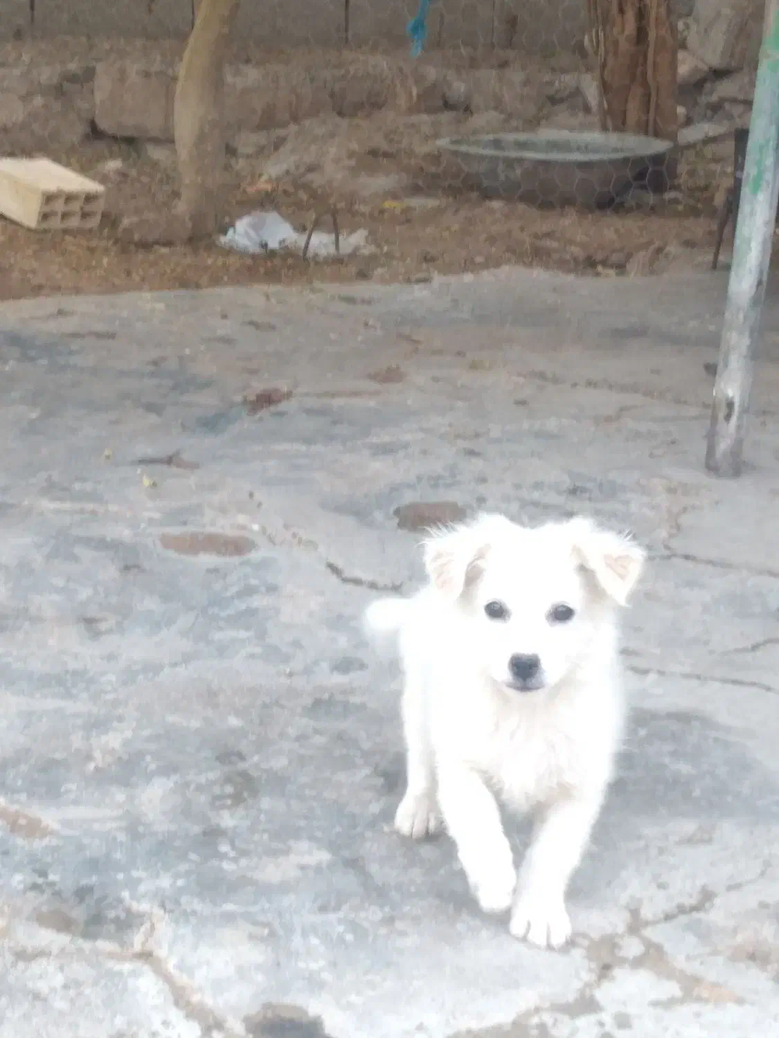 سگ پا کوتا|سگ|مسجد سلیمان, |دیوار