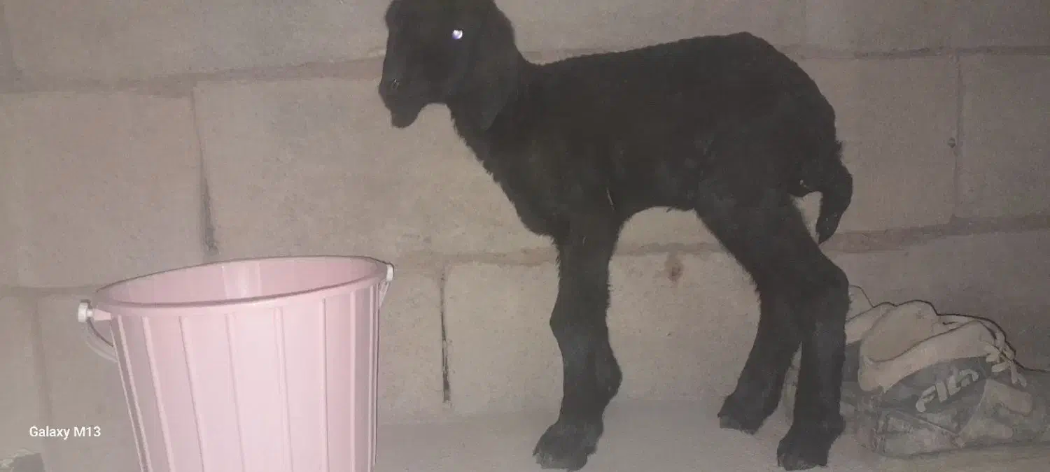 بره سه روزه شیری. ماده|حیوانات مزرعه|سبزوار, امیریه|دیوار