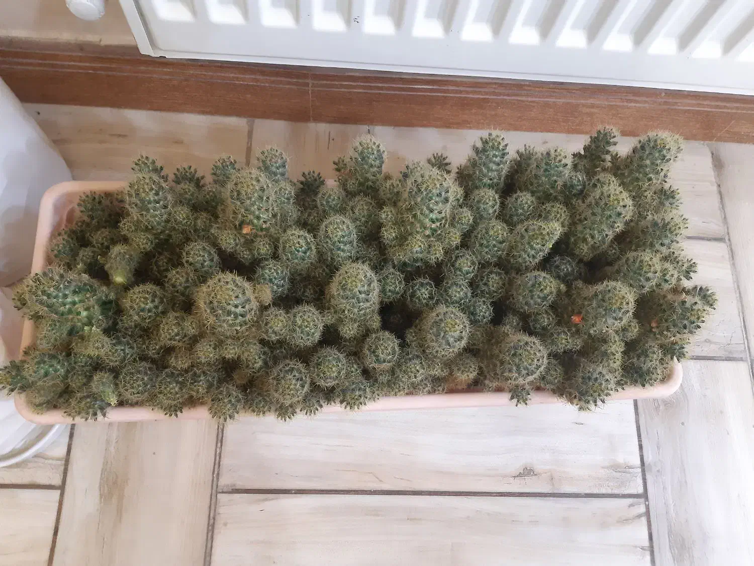 گل کاکتوس|گل و گیاه طبیعی|قزوین, |دیوار