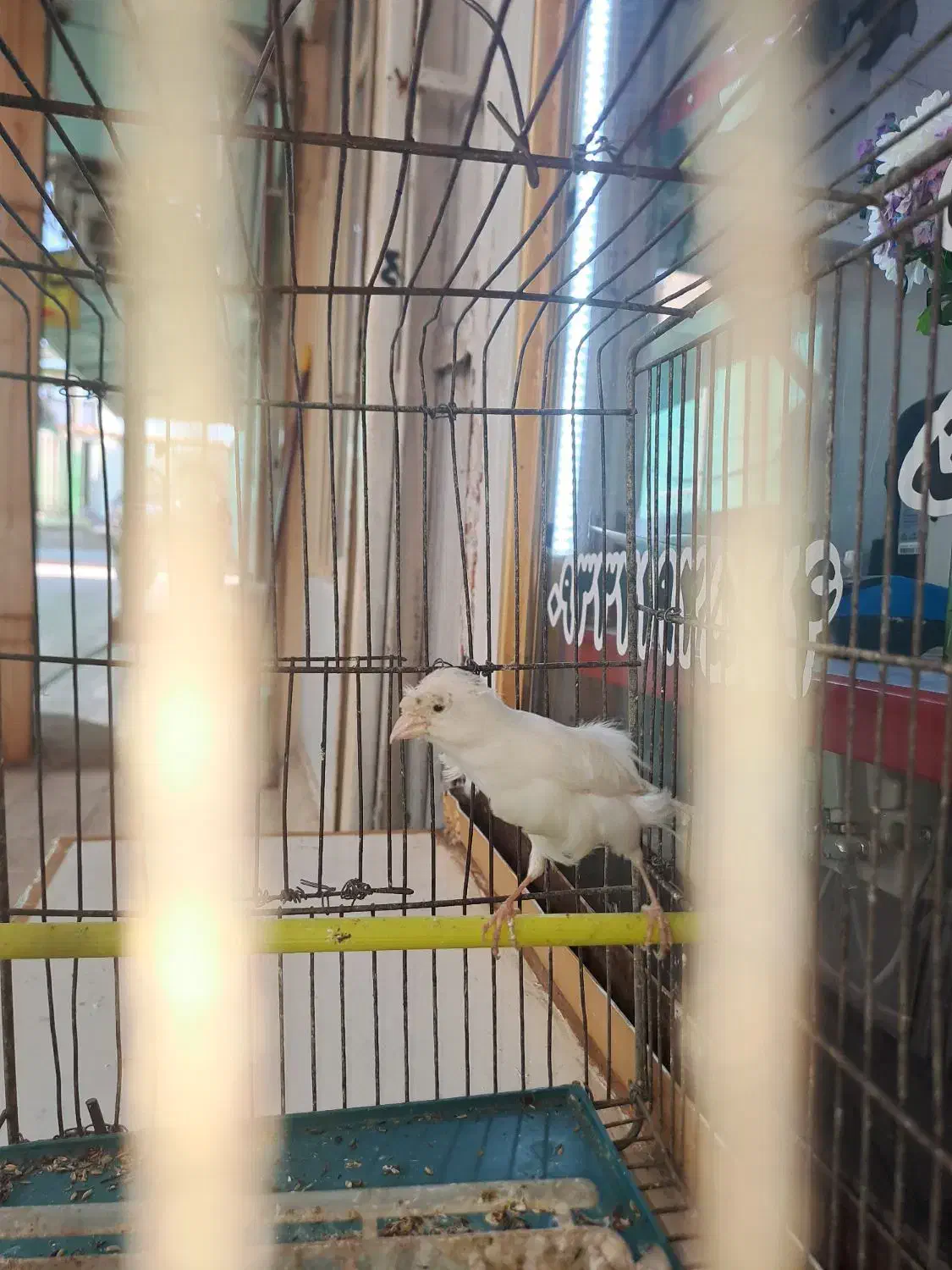 قناری|پرنده|مسجد سلیمان, |دیوار