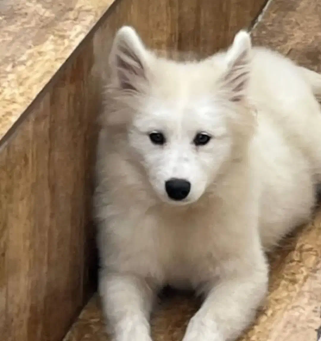 واگذاری رایگان سگ ساموئد|سگ|لنگرود, |دیوار