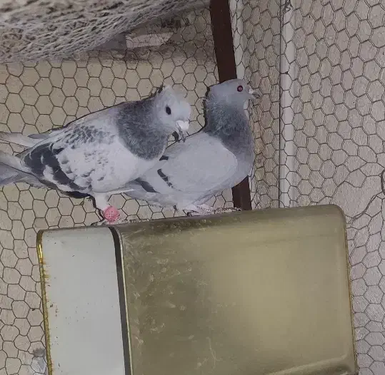 جفت سبز بدرنگ|پرنده|بم, |دیوار