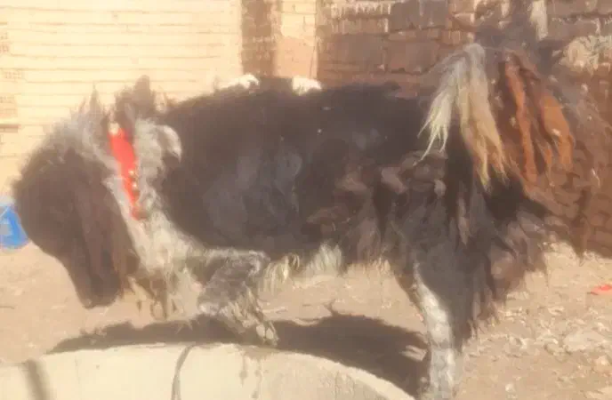 سگ قدرجونی|حیوانات مزرعه|دهق, |دیوار