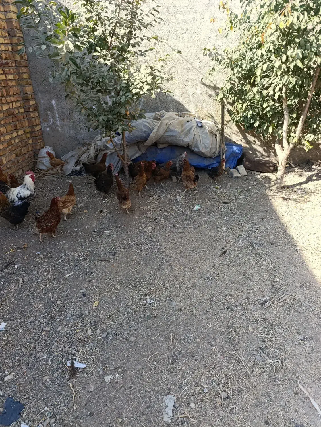 22عدد مرغ 1عدد خروس|حیوانات مزرعه|محمدیه-قزوین, |دیوار