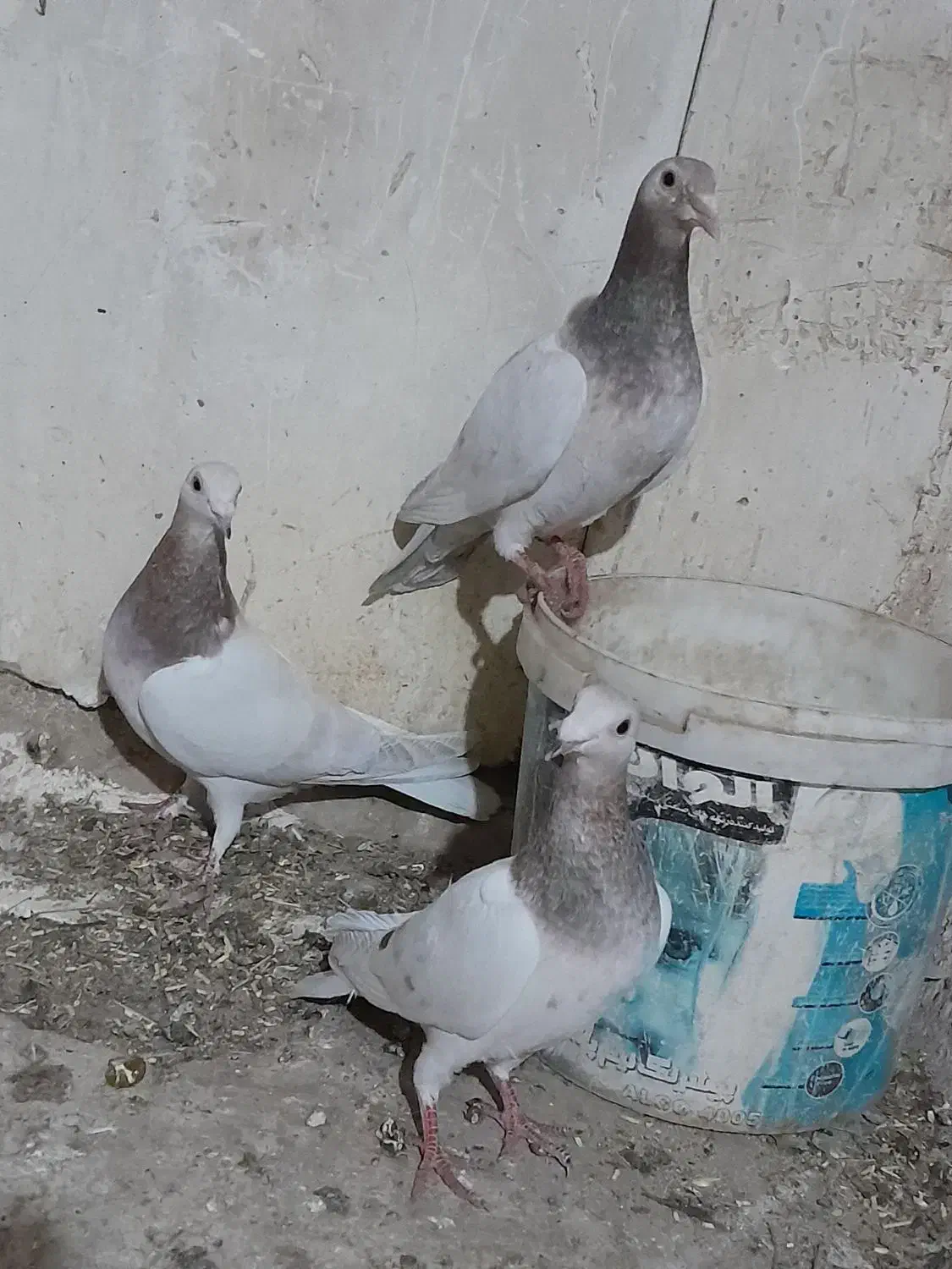 ونروی مسافتی،سارکله همانسل قزوینی،سارکرمونی پرخال|پرنده|ملکآباد, |دیوار