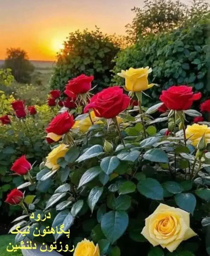 زمین سوران فرح اباد ۱۱|فروش زمین و ملک کلنگی|مشهد, میان ولایت|دیوار