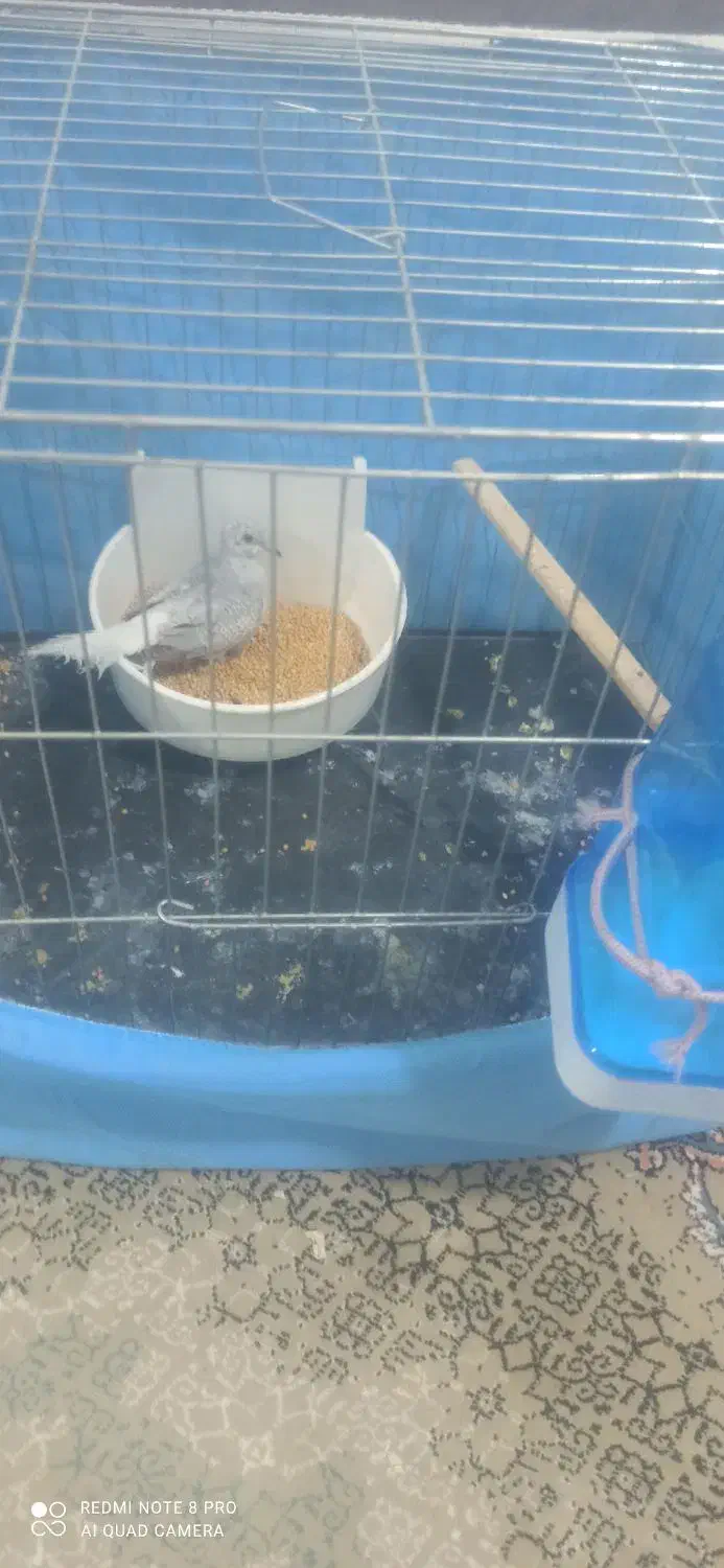 کبوتر قفسی|پرنده|بندر ماهشهر, |دیوار