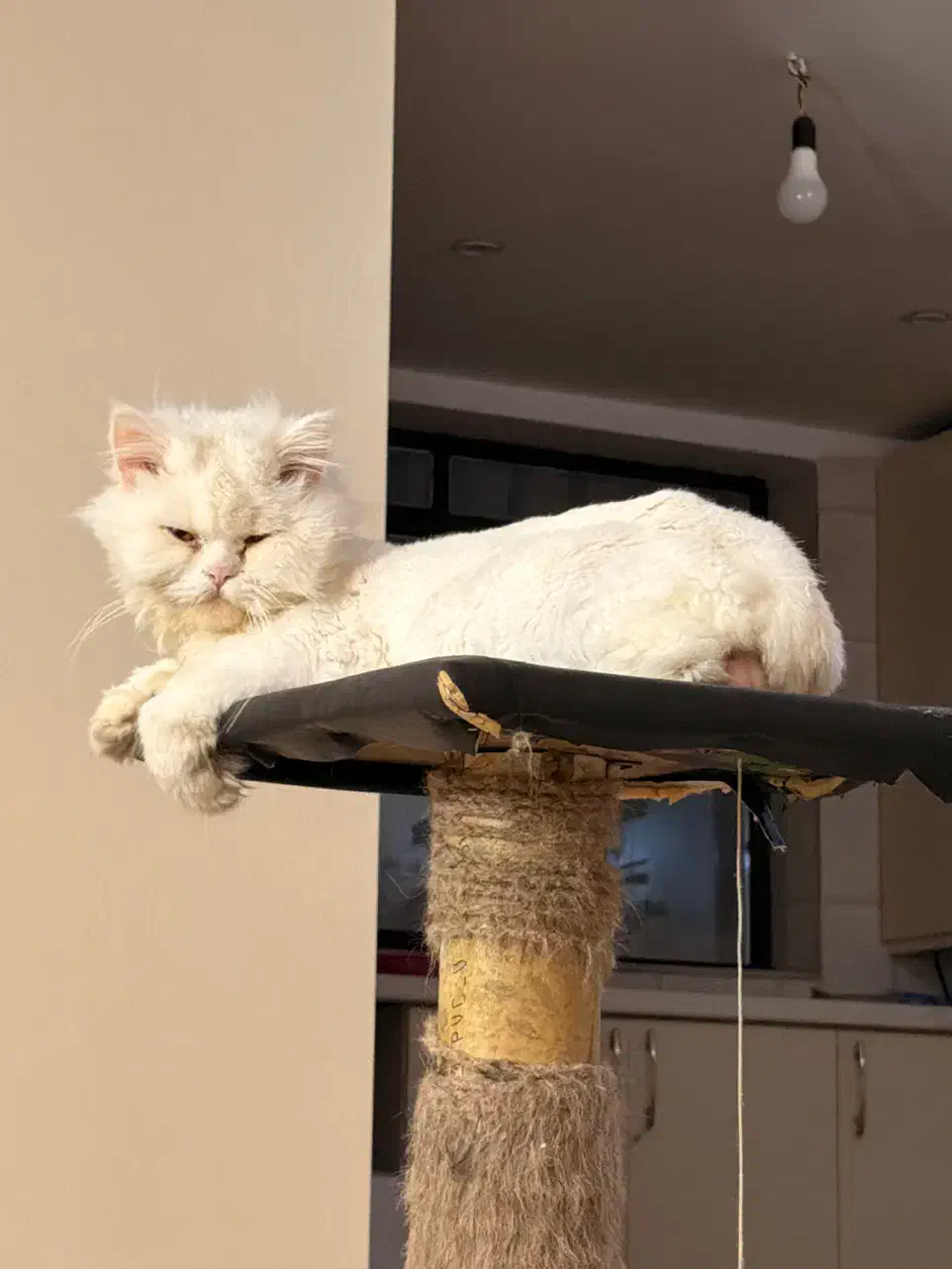 واکذاری گربه|گربه|کرمان, |دیوار