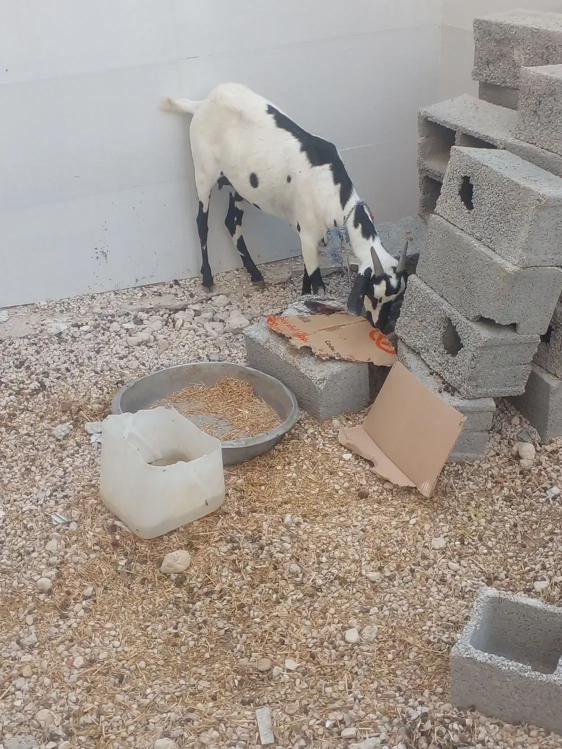 حیوانات مزرعه|حیوانات مزرعه|بندر کنگان, |دیوار