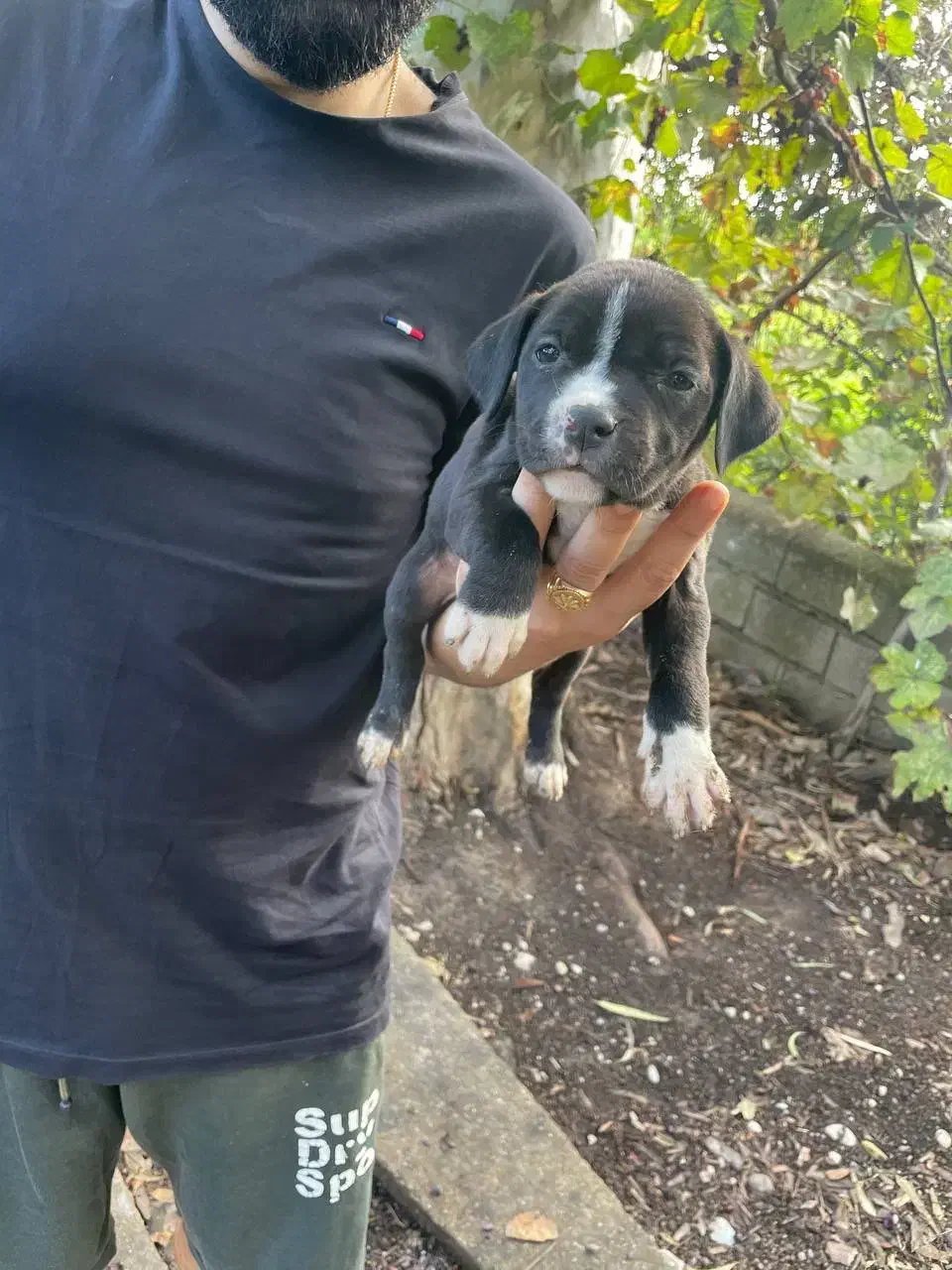 توله پیت بول|سگ|ساری, |دیوار