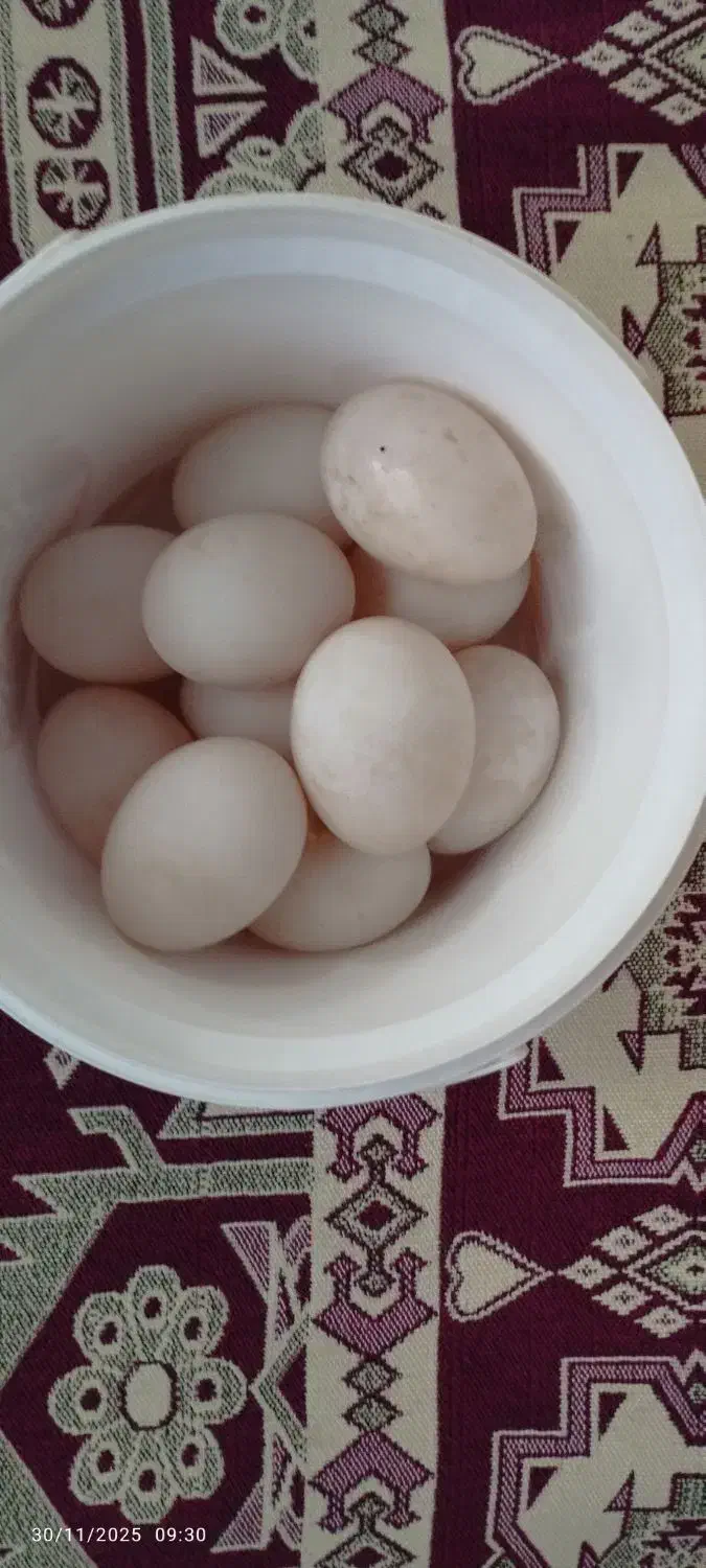 محلی|خوردنی و آشامیدنی|قیدار, |دیوار