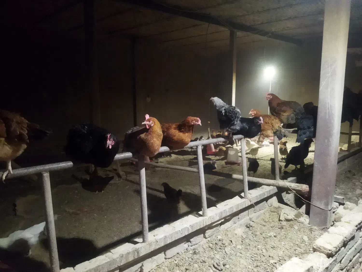 مرغ محلی تخمگذار ضمانتی|حیوانات مزرعه|فامنین, |دیوار