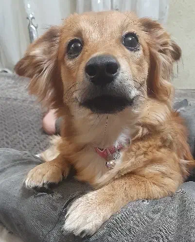 سگ اشپیتز|سگ|تهران, وحیدیه|دیوار