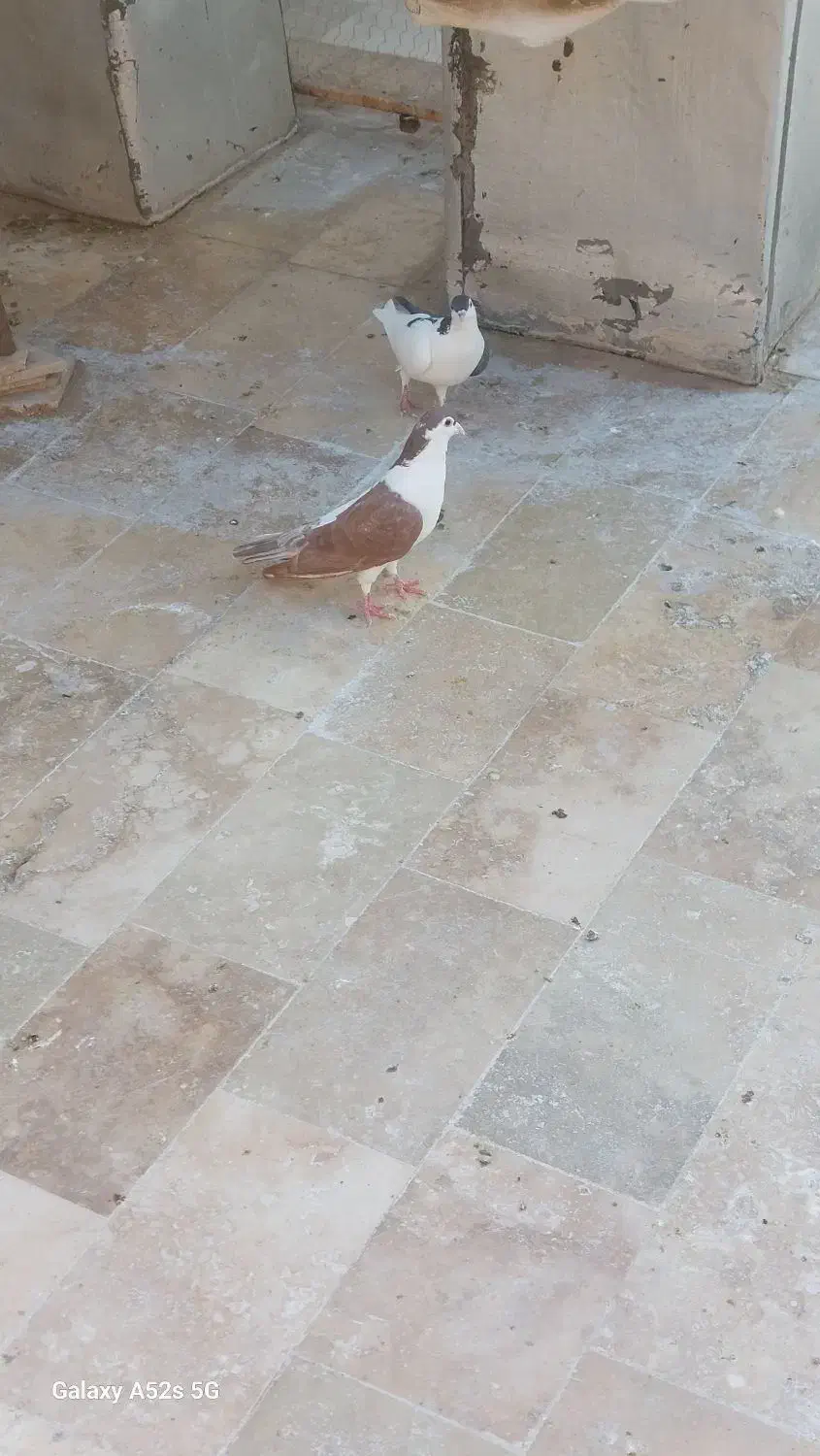 پلاس یکتی|پرنده|قم, انسجام|دیوار