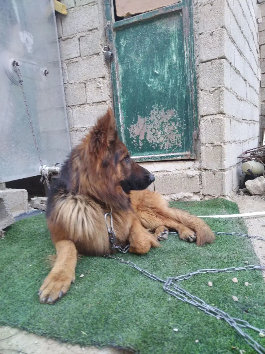 سگ ژرمن شپرد|سگ|شیراز, نیستان|دیوار