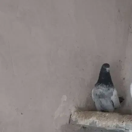 کله سبز|پرنده|همدان, |دیوار