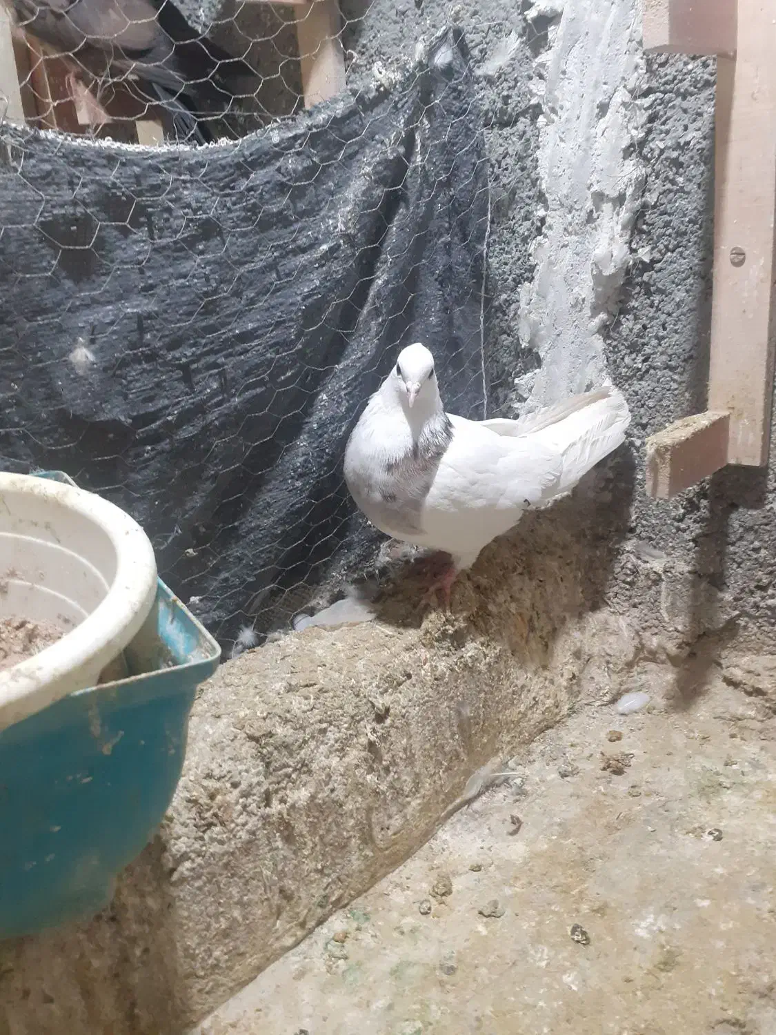 کبوتر طوقی صید|پرنده|بجنورد, |دیوار