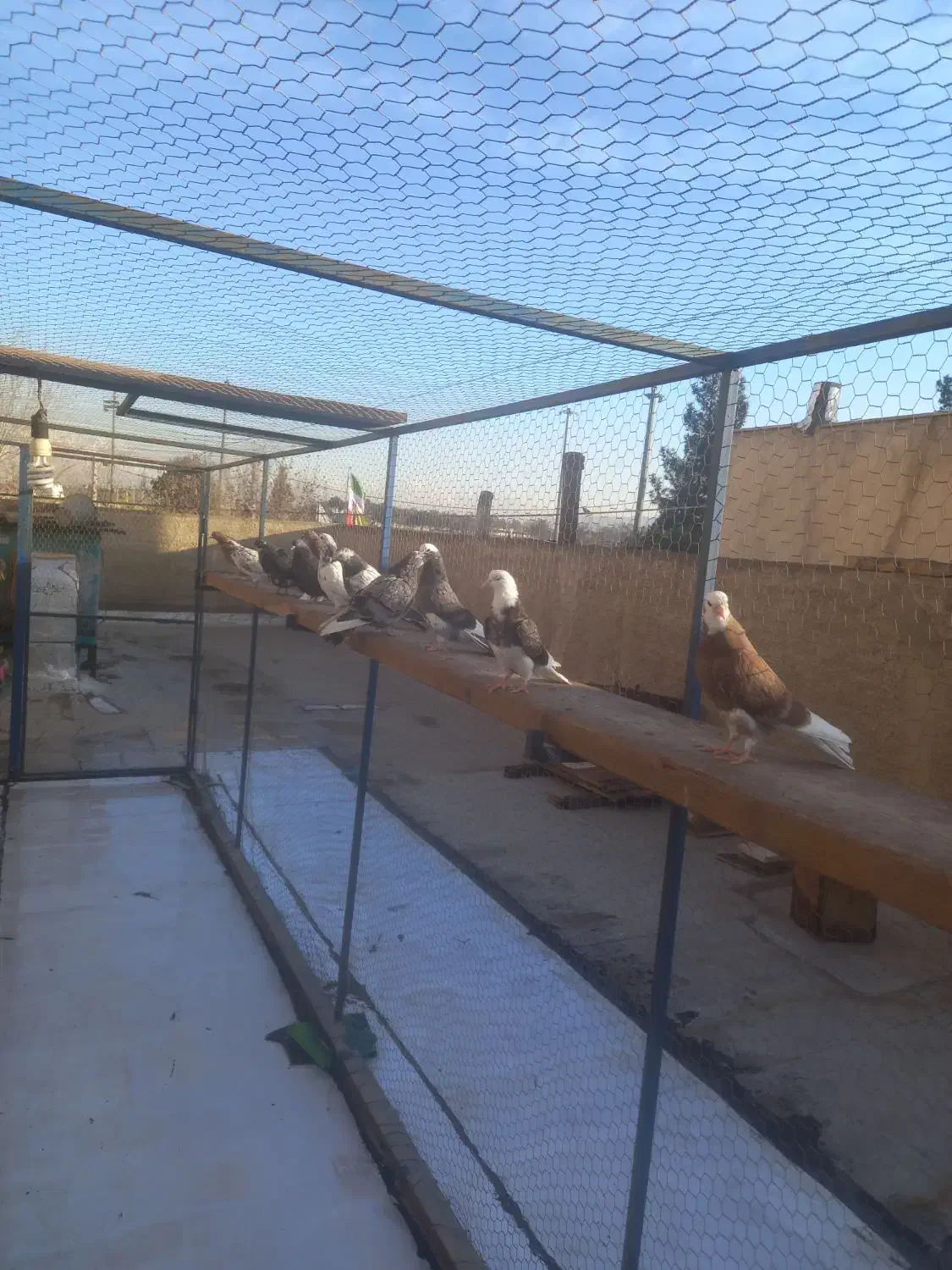 کبوتر جوجه|پرنده|ری, ولی آباد|دیوار