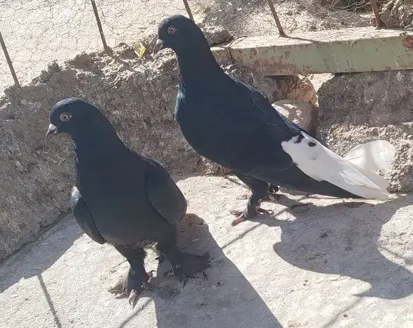 نرمایه ذاغدمسفید|پرنده|کرمان, |دیوار