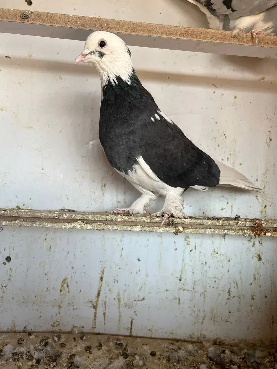 کبوتر کفتر پرنده|پرنده|خاوران, |دیوار