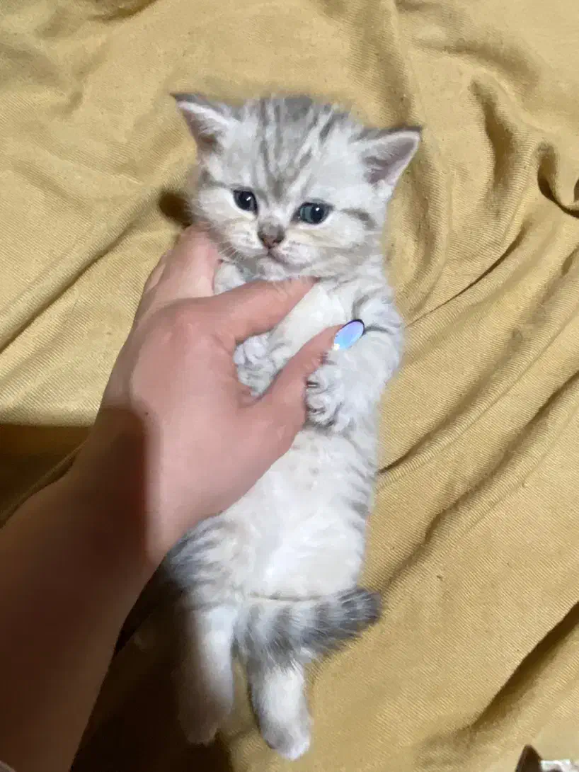 توله اسکاتیش و بیریتیش وارداتی|گربه|آمل, |دیوار