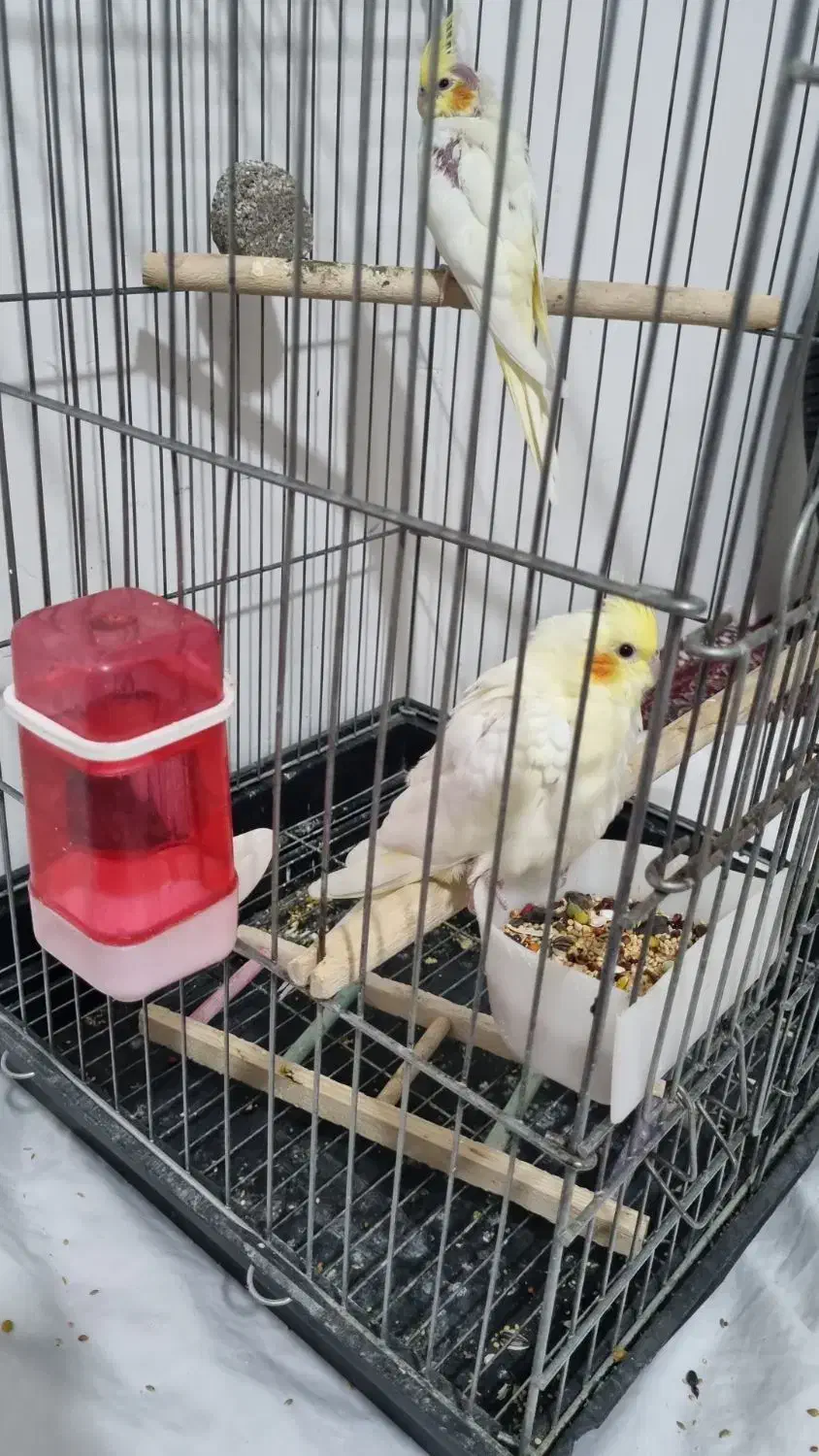 جوجه عروس هلندی|پرنده|محمدیه-قزوین, |دیوار