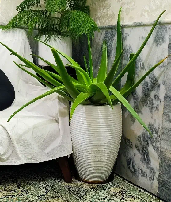 گلدان الوورامادر|گل و گیاه طبیعی|مشهد, شیرودی|دیوار