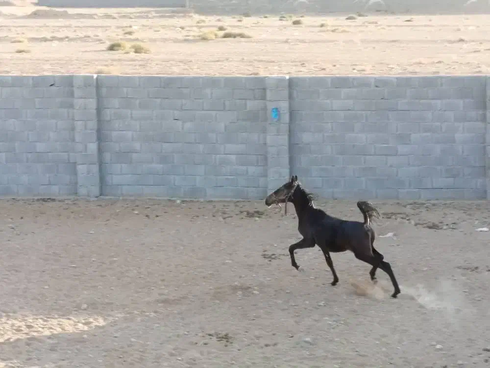 اسب دره شوری|اسب و تجهیزات اسب‌سواری|شهرضا, |دیوار