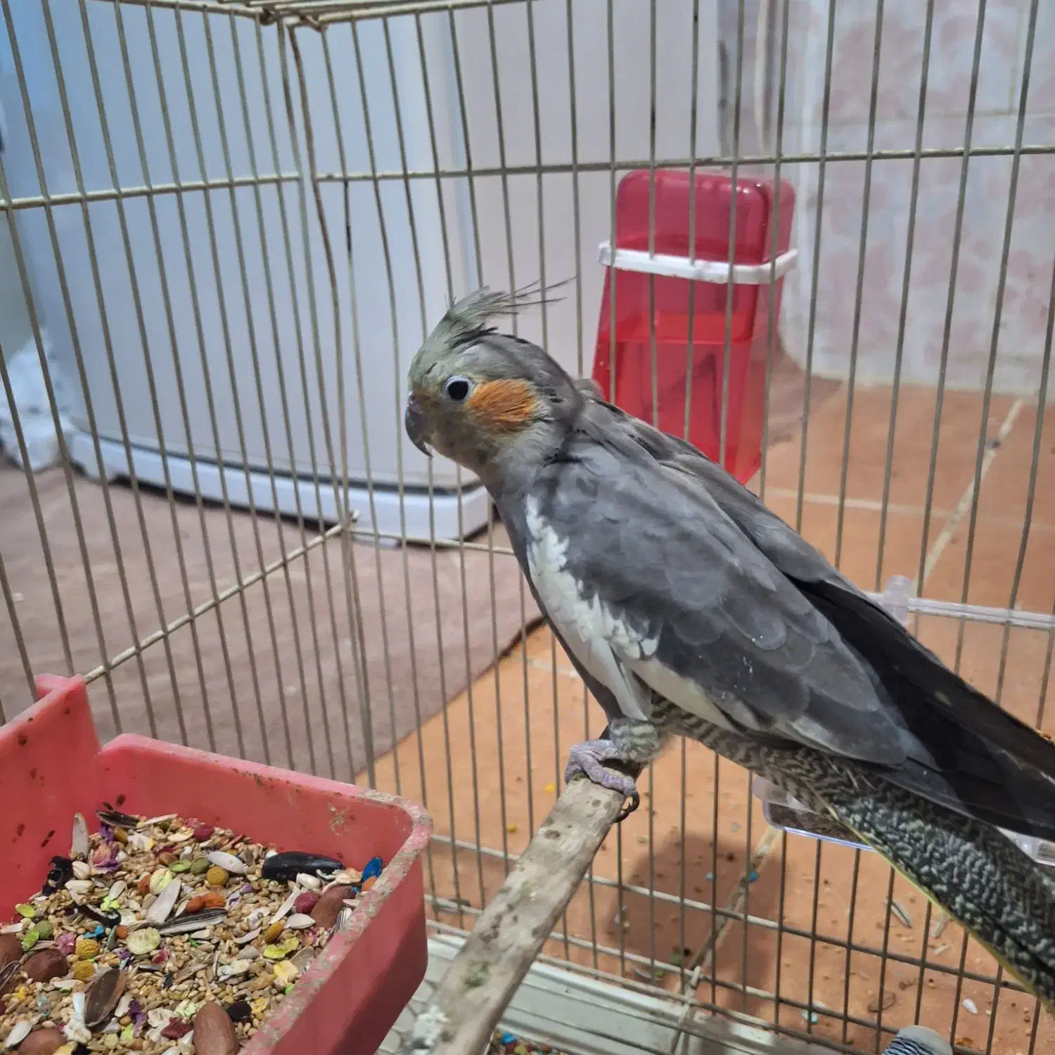 عروس هلندی ماده بالغ (عسلویه)|پرنده|بندر کنگان, |دیوار