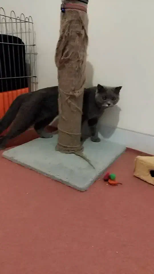 گربه اسکاتیش ماده|گربه|ارومیه, |دیوار