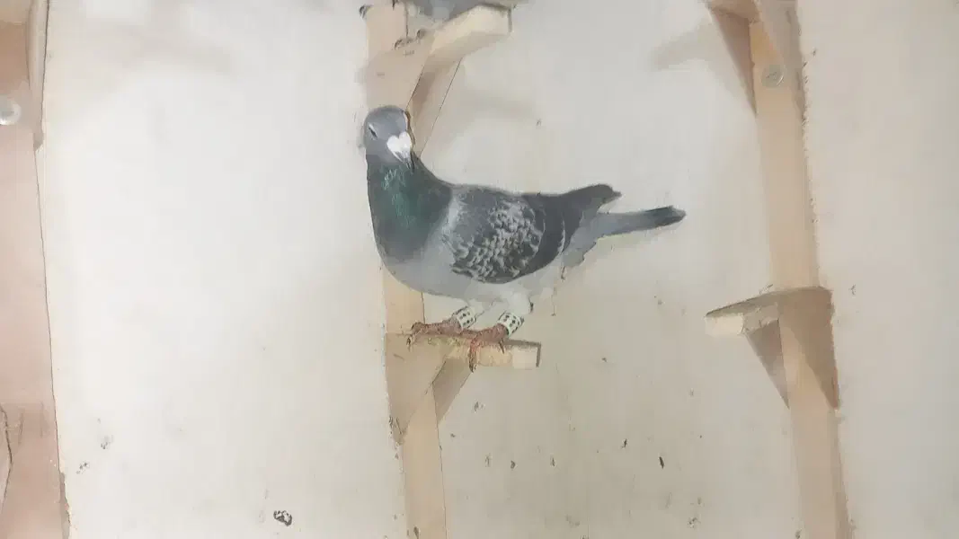 تعدادی گرفتنی|پرنده|شیراز, کوشک میدان|دیوار