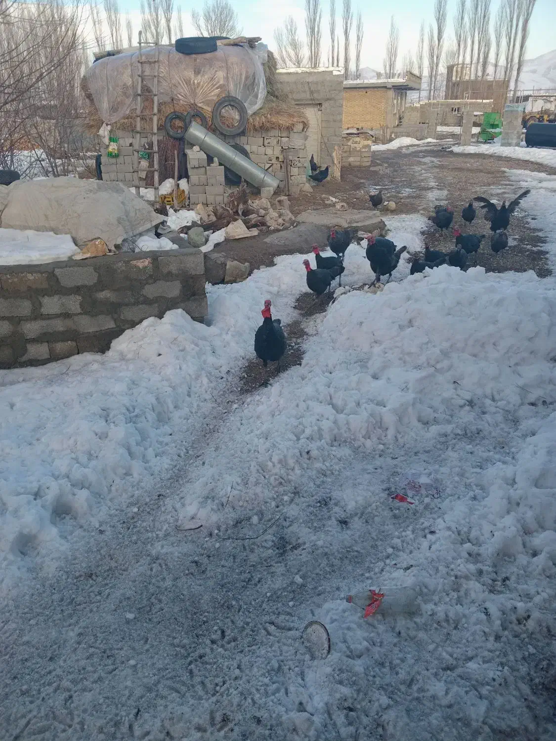 بوقلمون|حیوانات مزرعه|سیلوانه, |دیوار