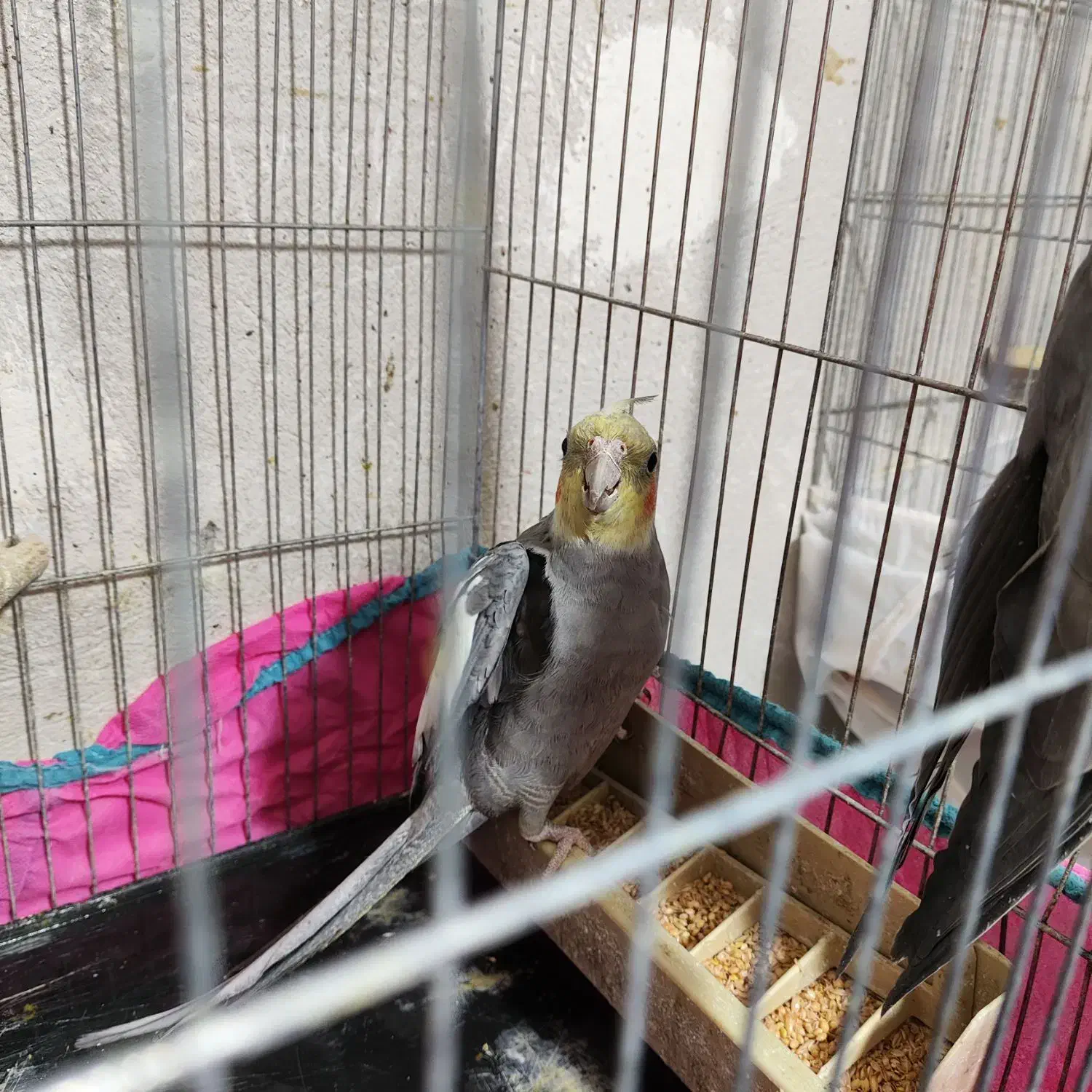 عروس نر بالغ|پرنده|قزوین, |دیوار